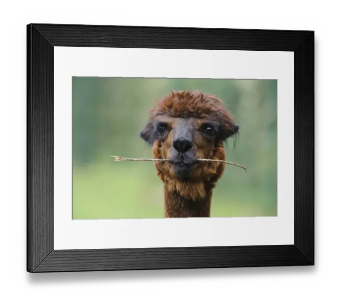 Framed Print : Alpaca -Vicugna pacos-, portrait, animal holding branch in its mouth, Jaderpark, Lower Saxony, Germany, Europe Framed Print : Alpaca -Vicugna pacos-, portrait, animal holding branch in its mouth, Jaderpark, Lower Saxony, Germany, Europe