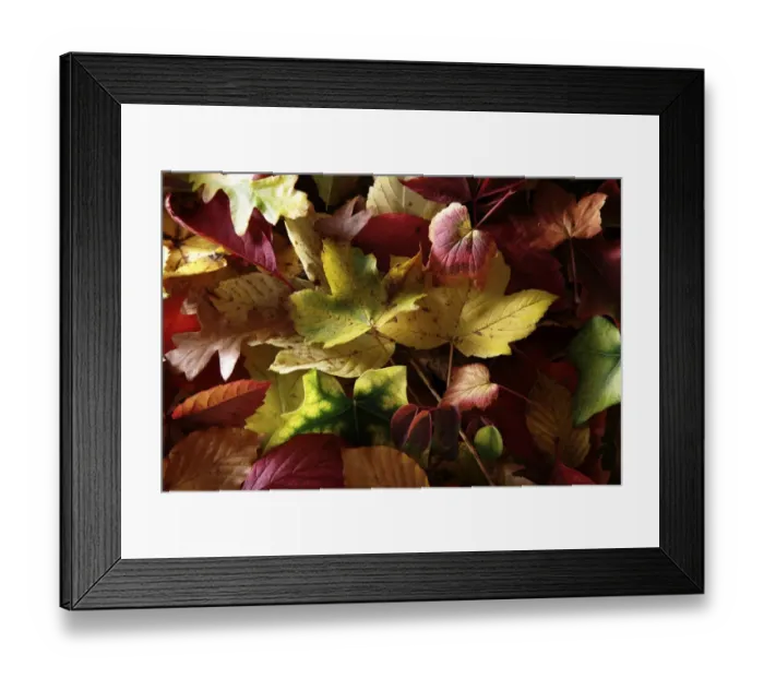Framed Print : Autumn-coloured leaves of various deciduous trees Framed Print : Autumn-coloured leaves of various deciduous trees