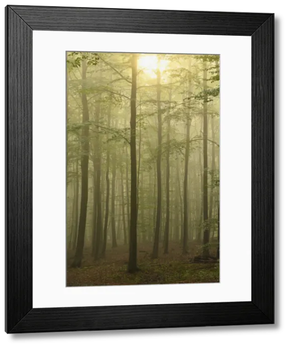 Framed Print : Beech forest -Fagus sylvatica-, Sonsbeck, Lower Rhine region, North Rhine-Westphalia, Germany Framed Print : Beech forest -Fagus sylvatica-, Sonsbeck, Lower Rhine region, North Rhine-Westphalia, Germany