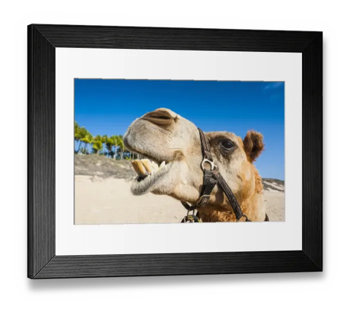 Framed Print : Close up of a camel prepared for tourists on Cable Beach, Broome, Western Australia Framed Print : Close up of a camel prepared for tourists on Cable Beach, Broome, Western Australia