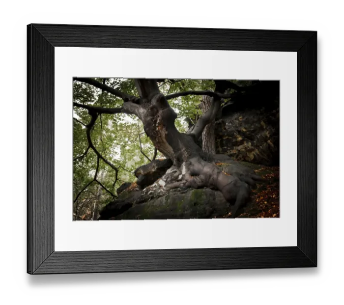 Framed Print : Old beech tree -Fagus- on a rock, Saxon Switzerland National Park, Saxon Switzerland region, Saxony, Germany Framed Print : Old beech tree -Fagus- on a rock, Saxon Switzerland National Park, Saxon Switzerland region, Saxony, Germany
