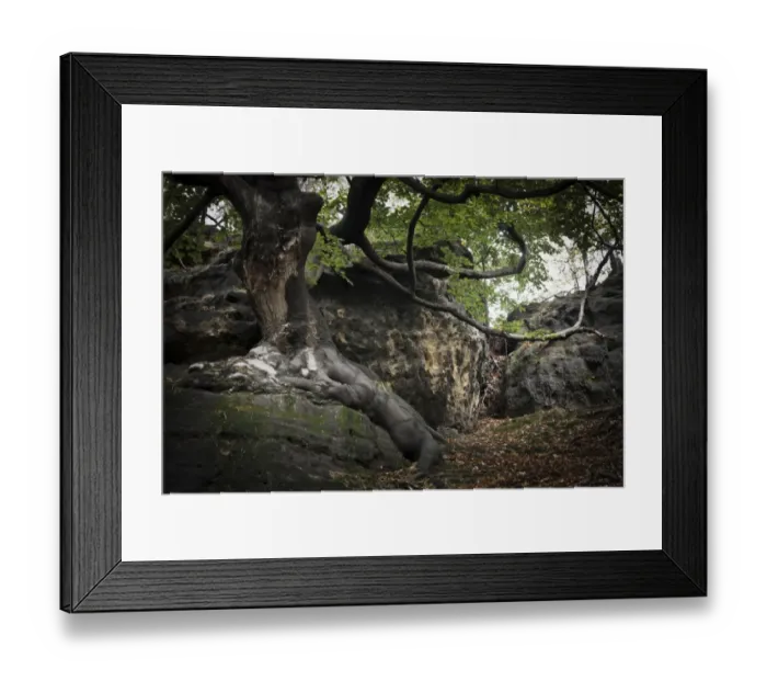 Framed Print : Old beech tree -Fagus- on a rock, Saxon Switzerland National Park, Saxon Switzerland region, Saxony, Germany Framed Print : Old beech tree -Fagus- on a rock, Saxon Switzerland National Park, Saxon Switzerland region, Saxony, Germany