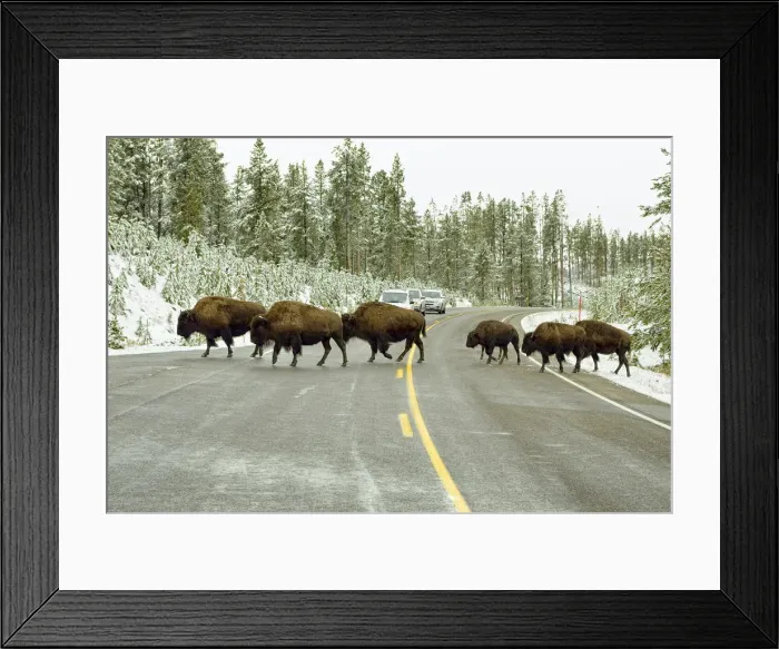 Framed Print : American bisons -Bison bison- crossing the road leading to Old Faithful, Yellowstone National Park, Wyoming, USA Framed Print : American bisons -Bison bison- crossing the road leading to Old Faithful, Yellowstone National Park, Wyoming, USA