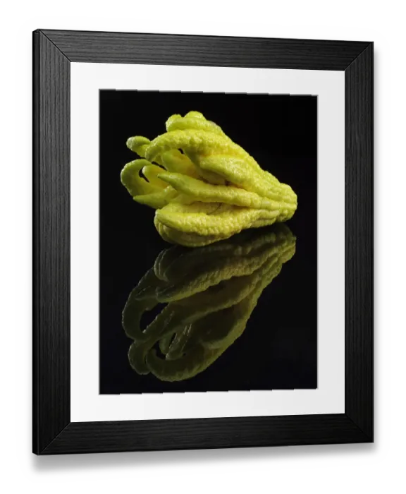 Framed Print : Fingered Citron -Citrus medica var sarcodactylis-, popularly known as Buddhas Hand Framed Print : Fingered Citron -Citrus medica var sarcodactylis-, popularly known as Buddhas Hand