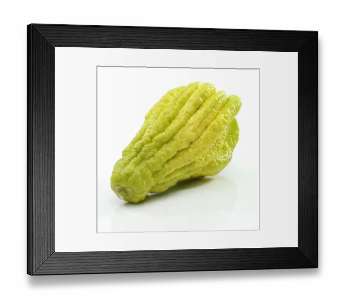 Framed Print : Fingered Citron -Citrus medica var sarcodactylis-, popularly known as Buddhas Hand Framed Print : Fingered Citron -Citrus medica var sarcodactylis-, popularly known as Buddhas Hand