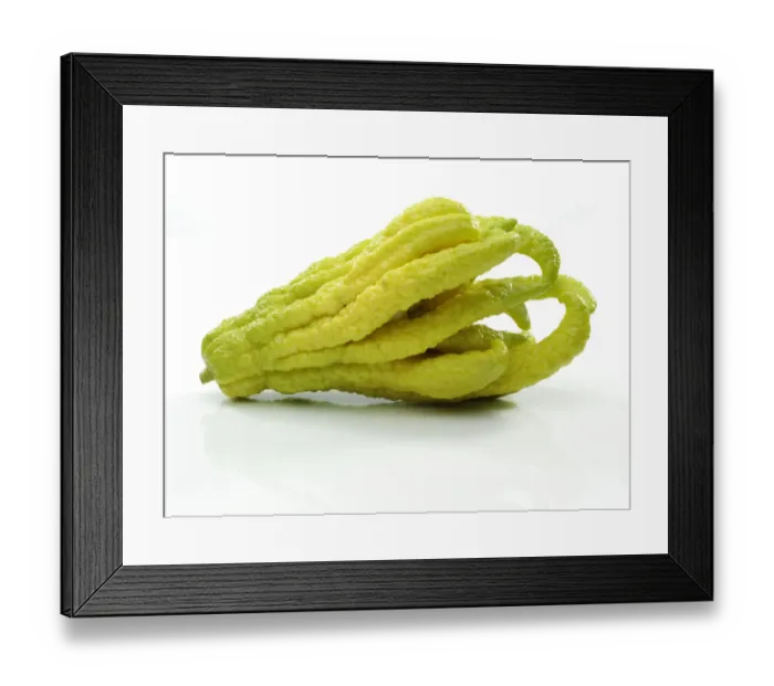 Framed Print : Fingered Citron -Citrus medica var sarcodactylis-, popularly known as Buddhas Hand Framed Print : Fingered Citron -Citrus medica var sarcodactylis-, popularly known as Buddhas Hand