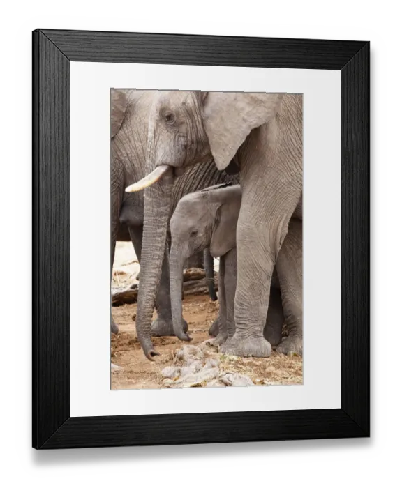 Framed Print : African elephants -Loxodonta africana- with young, Ruaha Nationalpark, Ostafrika, Tanzania Framed Print : African elephants -Loxodonta africana- with young, Ruaha Nationalpark, Ostafrika, Tanzania