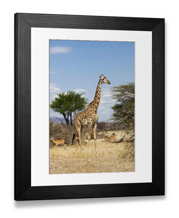 Framed Print : Masai giraffe -Giraffa camelopardalis- and impalas -Aepyceros melampus-, Ruaha Nationalpark, Ostafrika, Tanzania Framed Print : Masai giraffe -Giraffa camelopardalis- and impalas -Aepyceros melampus-, Ruaha Nationalpark, Ostafrika, Tanzania