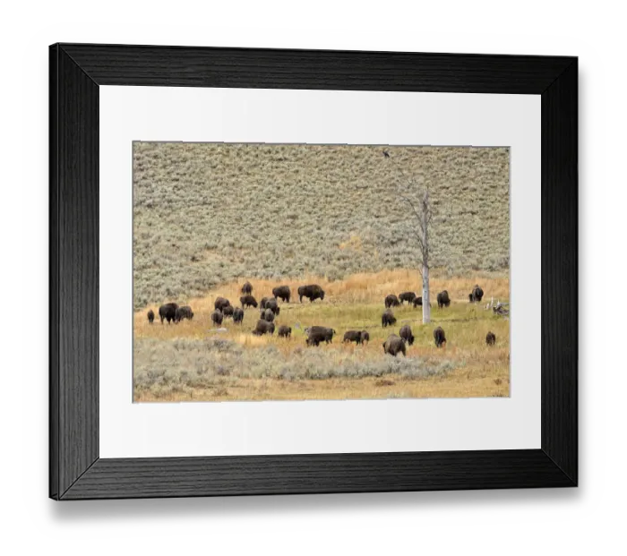 Framed Print : Herd of bison, American Bison -Bison bison-, Lamar Valley, Yellowstone National Park, Wyoming, USA Framed Print : Herd of bison, American Bison -Bison bison-, Lamar Valley, Yellowstone National Park, Wyoming, USA