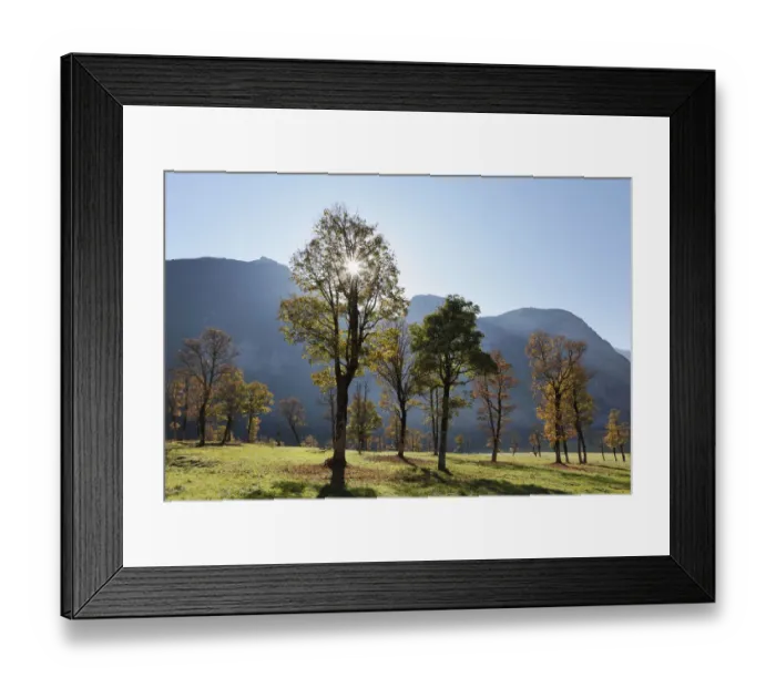 Framed Print : Autumnal trees, sycamore maple -Acer pseudoplatanus-, Grosser Ahornboden, pasture with maple trees, Eng-Tal valley, Risstal, Karwendel Mountains, Tyrol, Austria, Germany, Europe Framed Print : Autumnal trees, sycamore maple -Acer pseudoplatanus-, Grosser Ahornboden, pasture with maple trees, Eng-Tal valley, Risstal, Karwendel Mountains, Tyrol, Austria, Germany, Europe
