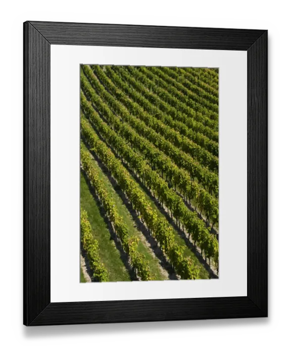 Framed Print : Vineyard, near Ruedesheim, Rheingau, Hesse, Germany, Europe Framed Print : Vineyard, near Ruedesheim, Rheingau, Hesse, Germany, Europe