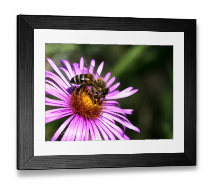 Framed Print : Honey Bee -Apis mellifera- on an Alpine aster -Aster alpinus- Framed Print : Honey Bee -Apis mellifera- on an Alpine aster -Aster alpinus-