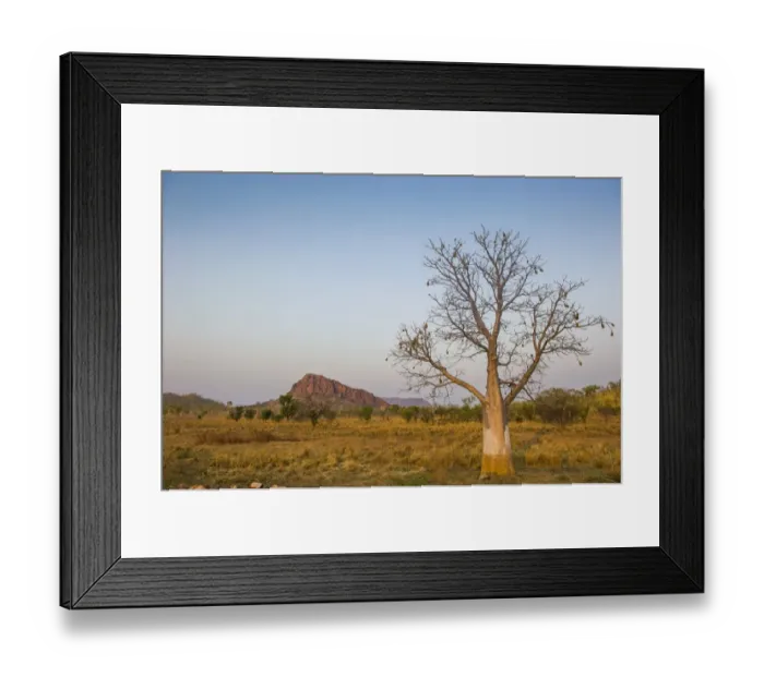 Framed Print : Solitary Baobab Tree -Adansonia sp. -, Kimberley, Western Australia Framed Print : Solitary Baobab Tree -Adansonia sp. -, Kimberley, Western Australia