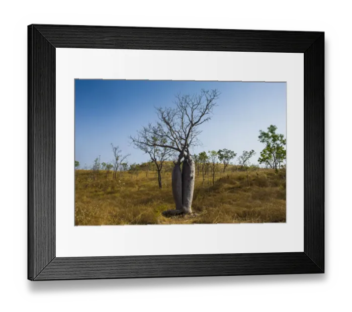 Framed Print : Tree couple, Baobab Trees -Adansonia sp. -, near Wyndham, Kimberley, Western Australia Framed Print : Tree couple, Baobab Trees -Adansonia sp. -, near Wyndham, Kimberley, Western Australia