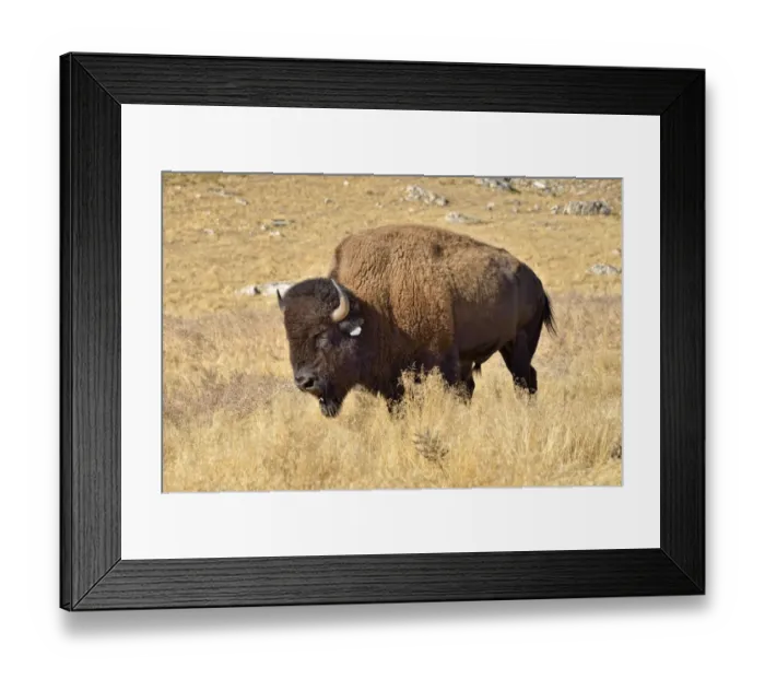 Framed Print : American Bison -Bison bison-, Hot Springs Park, Thermopolis, Wyoming, USA Framed Print : American Bison -Bison bison-, Hot Springs Park, Thermopolis, Wyoming, USA