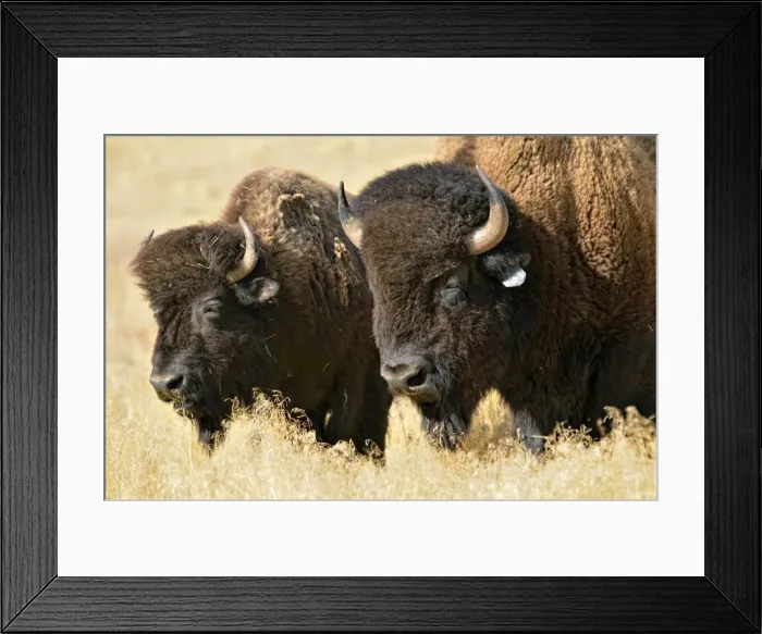 Framed Print : American bisons -Bison bison-, Hot Springs Park, Thermopolis, Wyoming, USA Framed Print : American bisons -Bison bison-, Hot Springs Park, Thermopolis, Wyoming, USA
