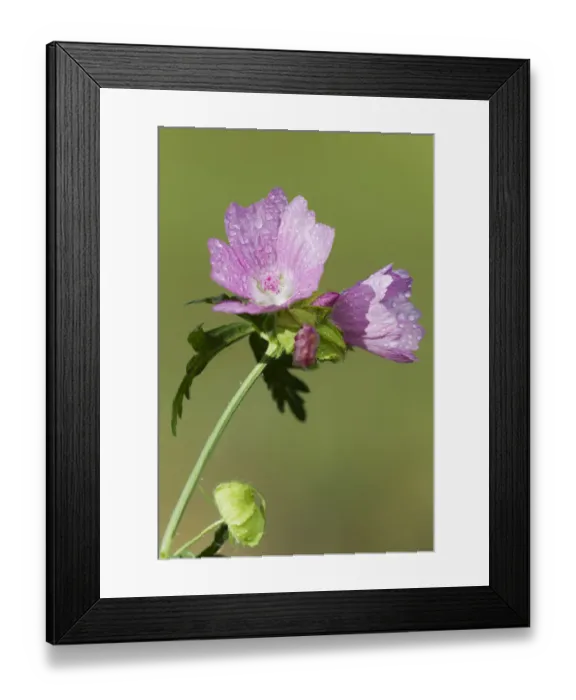Framed Print : Mallow -Malva- Framed Print : Mallow -Malva-