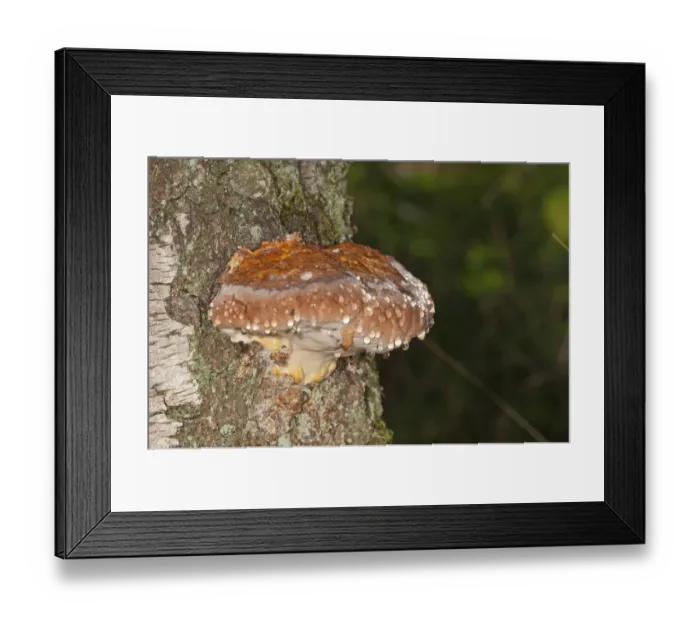 Framed Print : Red Banded Polypore -Fomitopsis pinicola-, Untergroeningen, Baden-Wuerttemberg, Germany, Europe Framed Print : Red Banded Polypore -Fomitopsis pinicola-, Untergroeningen, Baden-Wuerttemberg, Germany, Europe