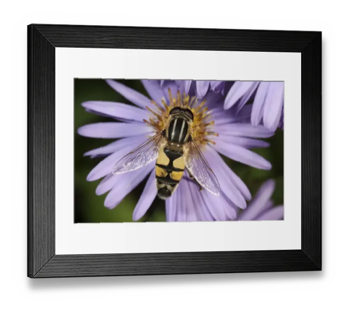 Framed Print : European hoverfly -Helophilus trivittatus-, feeding on Autumn aster -Aster sp. -, Untergroeningen, Baden-Wuerttemberg, Germany, Europe Framed Print : European hoverfly -Helophilus trivittatus-, feeding on Autumn aster -Aster sp. -, Untergroeningen, Baden-Wuerttemberg, Germany, Europe