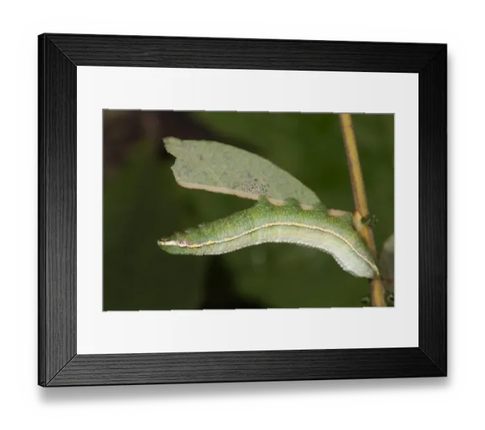 Framed Print : Pale Prominent -Pterostoma palpina-, caterpillar in shock position on a willow leaf, Untergroeningen, Baden-Wuerttemberg, Germany, Europe