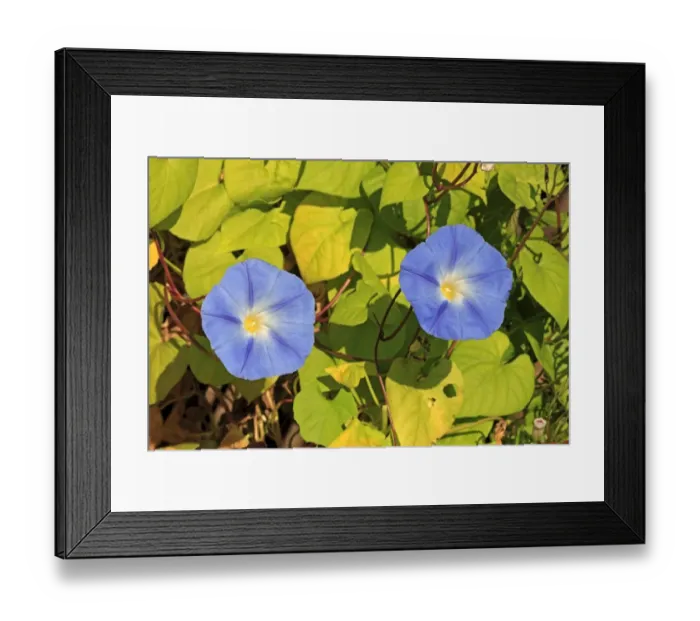 Framed Print : Morning Glory -Ipomoea purpurea-, flowering, Ellerstadt, Rhineland-Palatinate, Germany Framed Print : Morning Glory -Ipomoea purpurea-, flowering, Ellerstadt, Rhineland-Palatinate, Germany