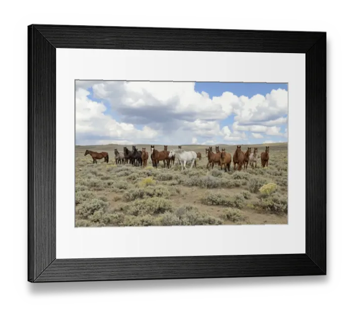 Framed Print : Herd of horses near State Road 230, Wyoming, USA Framed Print : Herd of horses near State Road 230, Wyoming, USA