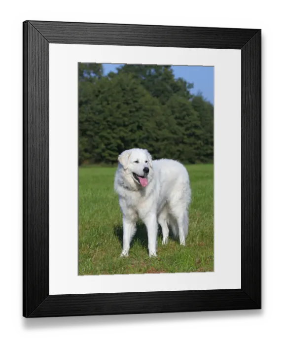 Framed Print : Hungarian Kuvasz -Canis lupus familiaris- male, guard dog Framed Print : Hungarian Kuvasz -Canis lupus familiaris- male, guard dog