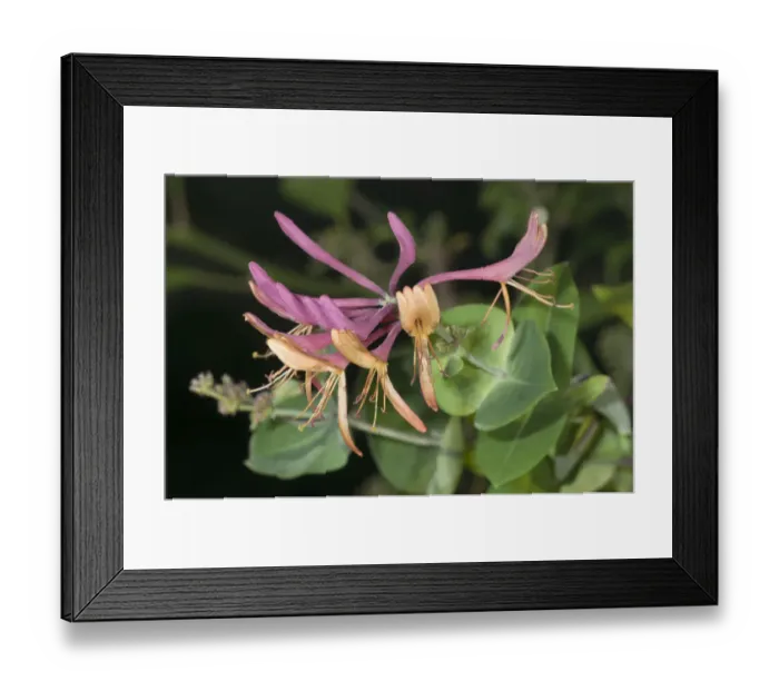 Framed Print : Golden flame honeysuckle -Lonicera heckrottii-, inflorescence, Untergroeningen, Baden-Wuerttemberg, Germany, Europe