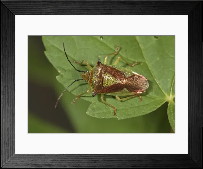 Framed Print : Hawthorn shield bug -Acanthosoma haemorrhoidale-, Untergroeningen, Baden-Wuerttemberg, Germany, Europe Framed Print : Hawthorn shield bug -Acanthosoma haemorrhoidale-, Untergroeningen, Baden-Wuerttemberg, Germany, Europe