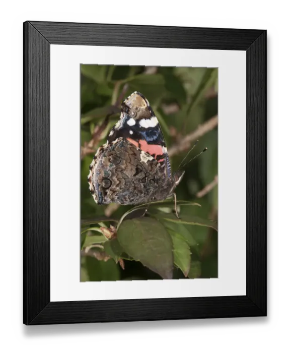 Framed Print : Red Admiral -Vanessa atalanta-, wing underside, Untergroeningen, Baden-Wuerttemberg, Germany, Europe Framed Print : Red Admiral -Vanessa atalanta-, wing underside, Untergroeningen, Baden-Wuerttemberg, Germany, Europe