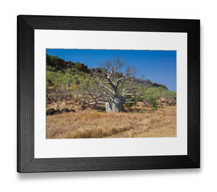 Framed Print : Baobab tree -Adansonia sp. - in the outback, Northern Territory, Australia