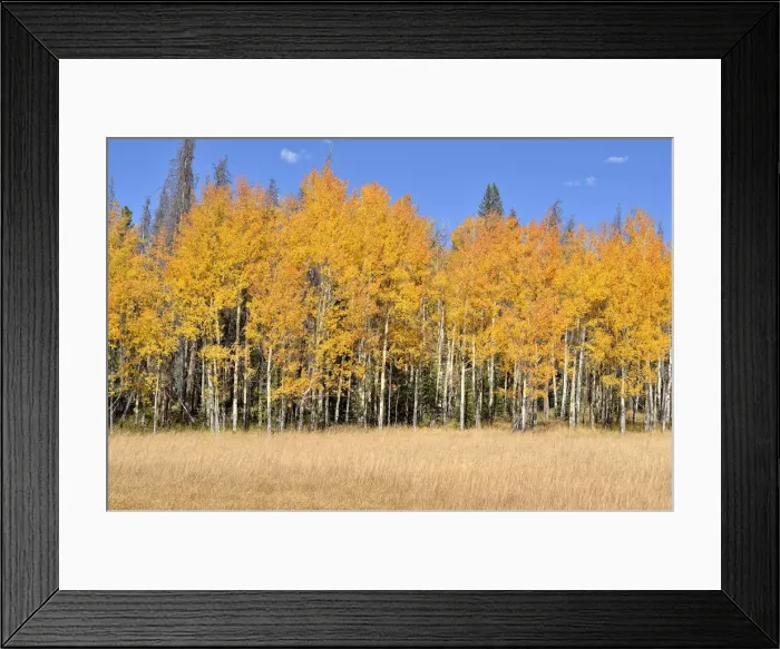 Framed Print : Autumn coloured Quaking Aspen -Populus tremuloides-, Kawuneeche Valley, Trail Ridge Road, Rocky Mountain National Park, Colorado, USA Framed Print : Autumn coloured Quaking Aspen -Populus tremuloides-, Kawuneeche Valley, Trail Ridge Road, Rocky Mountain National Park, Colorado, USA