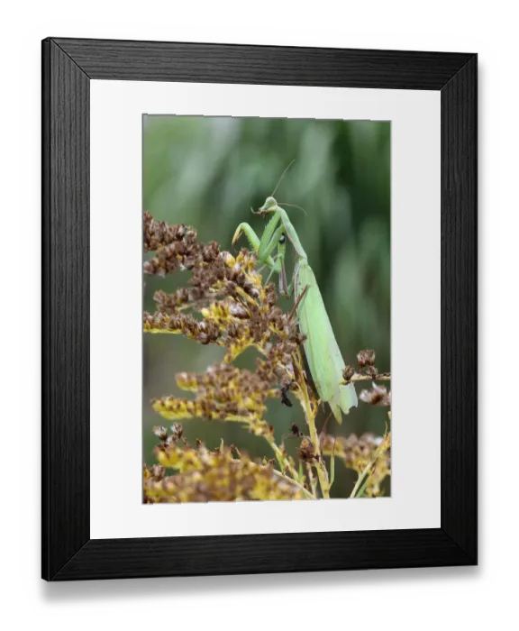 Framed Print : Praying mantis -Mantis religiosa-, cleaning itself, Hungary, Europe Framed Print : Praying mantis -Mantis religiosa-, cleaning itself, Hungary, Europe