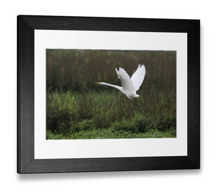 Framed Print : Great Egret -Casmerodius albus- in flight, Rottenschwil, Switzerland, Europe Framed Print : Great Egret -Casmerodius albus- in flight, Rottenschwil, Switzerland, Europe