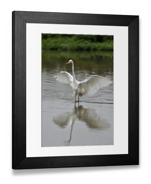 Framed Print : Great Egret -Casmerodius albus-, flushing out small fish, Rottenschwil, Switzerland, Europe Framed Print : Great Egret -Casmerodius albus-, flushing out small fish, Rottenschwil, Switzerland, Europe