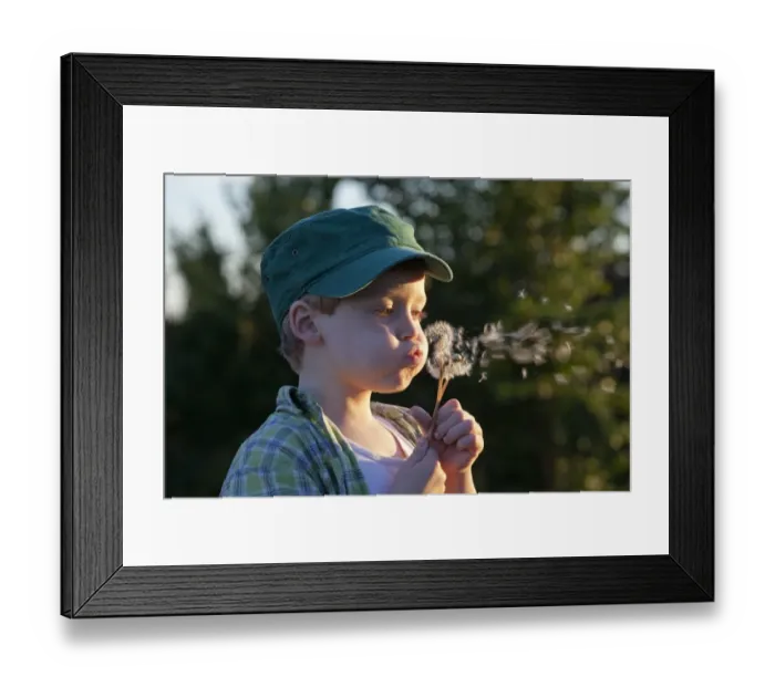 Framed Print : Little boy blowing dandelion clocks, Hohnstorf, Lower Saxony, Germany, Europe Framed Print : Little boy blowing dandelion clocks, Hohnstorf, Lower Saxony, Germany, Europe