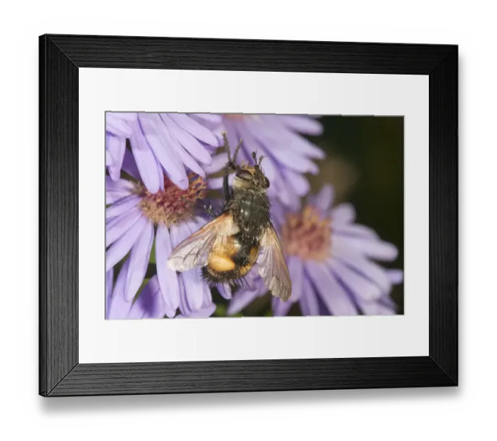 Framed Print : Tachinid fly -Tachina magnicornis-, feeding on Autumn aster -Aster sp. -, Untergroeningen, Baden-Wuerttemberg, Germany, Europe Framed Print : Tachinid fly -Tachina magnicornis-, feeding on Autumn aster -Aster sp. -, Untergroeningen, Baden-Wuerttemberg, Germany, Europe
