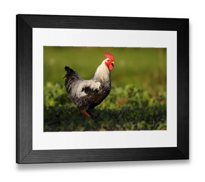 Framed Print : Domestic chicken -Gallus gallus domesticus-, rooster standing in cabbage patch, Baltic island of Fehmarn, East Holstein, Schleswig-Holstein, Germany, europe