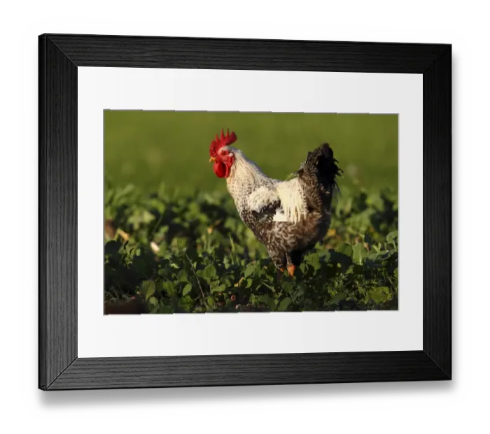 Framed Print : Domestic chicken -Gallus gallus domesticus-, rooster standing in a cabbage field, Baltic island of Fehmarn, East Holstein, Schleswig-Holstein, Germany, Europe Framed Print : Domestic chicken -Gallus gallus domesticus-, rooster standing in a cabbage field, Baltic island of Fehmarn, East Holstein, Schleswig-Holstein, Germany, Europe