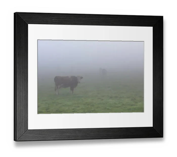 Framed Print : Cows on a pasture in the fog, Lake Staffelsee, Seehausen, Murnau, Upper Bavaria, Bavaria, Germany, Europe, PublicGround Framed Print : Cows on a pasture in the fog, Lake Staffelsee, Seehausen, Murnau, Upper Bavaria, Bavaria, Germany, Europe, PublicGround
