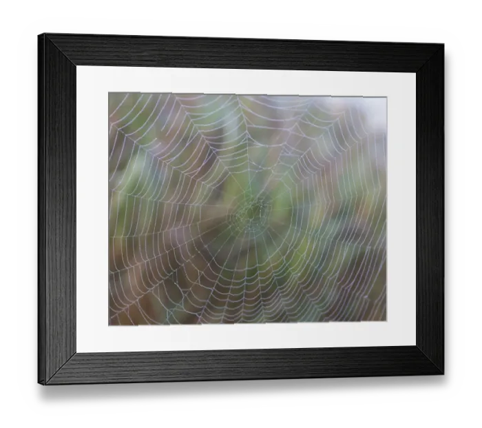 Framed Print : Spider web with morning dew, Lake Staffelsee, Seehausen, Murnau, Upper Bavaria, Bavaria, Germany, Europe, PublicGround