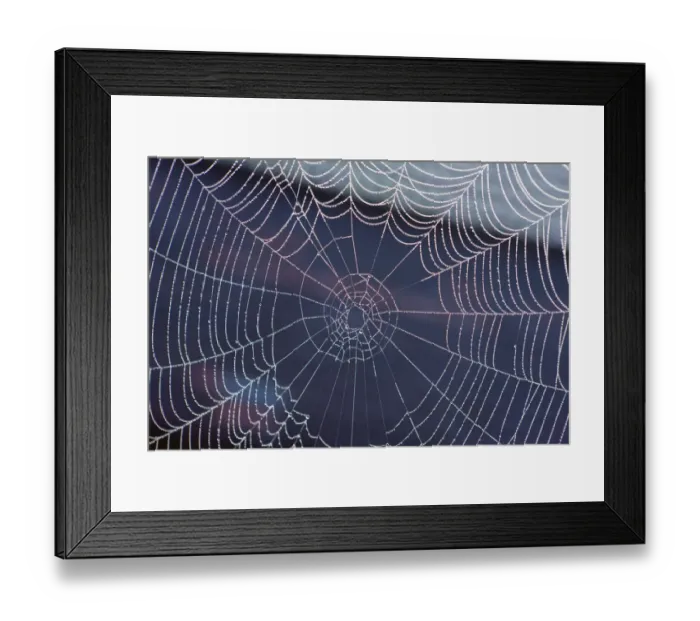 Framed Print : Spider web with morning dew, Lake Staffelsee, Seehausen, Murnau, Upper Bavaria, Bavaria, Germany, Europe, PublicGround Framed Print : Spider web with morning dew, Lake Staffelsee, Seehausen, Murnau, Upper Bavaria, Bavaria, Germany, Europe, PublicGround