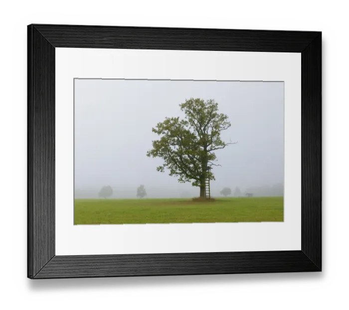 Framed Print : English oak, Pedunculate oak, or French oak -Quercus robur- in the fog, raised hide, Swabian Alb, Baden-Wuerttemberg, Germany, Europe Framed Print : English oak, Pedunculate oak, or French oak -Quercus robur- in the fog, raised hide, Swabian Alb, Baden-Wuerttemberg, Germany, Europe