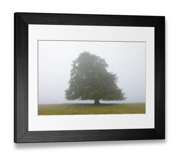 Framed Print : European beech -Fagus sylvatica- in the mist, Swabian Alb, Baden-Wuerttemberg, Germany, Europe Framed Print : European beech -Fagus sylvatica- in the mist, Swabian Alb, Baden-Wuerttemberg, Germany, Europe