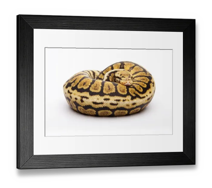 Framed Print : Royal python -Python regius-, Powerball, male, reptile breeder Willi Obermayer, Austria Framed Print : Royal python -Python regius-, Powerball, male, reptile breeder Willi Obermayer, Austria
