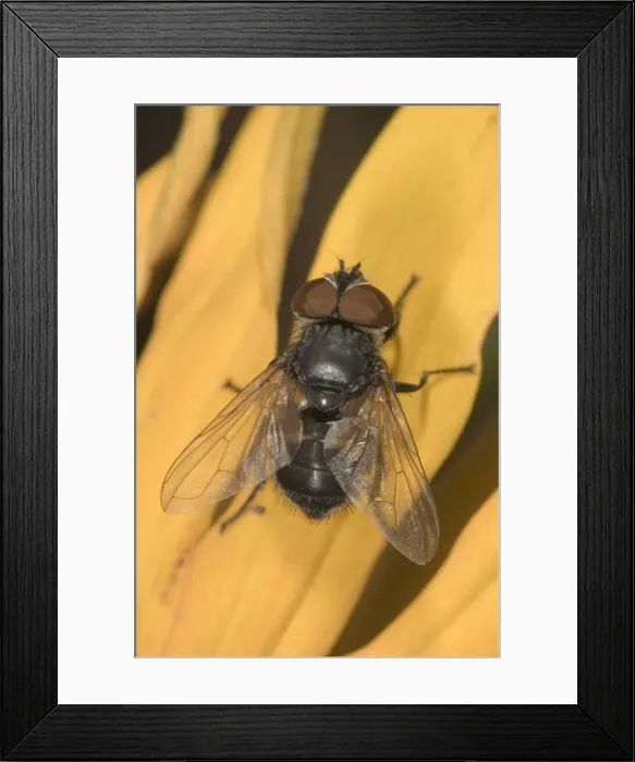 Framed Print : Parasitc fly -Elomya lateralis- on petal of Coneflower -Rudbeckia-, Untergroeningen, Baden-Wuerttemberg, Germany, Europe Framed Print : Parasitc fly -Elomya lateralis- on petal of Coneflower -Rudbeckia-, Untergroeningen, Baden-Wuerttemberg, Germany, Europe