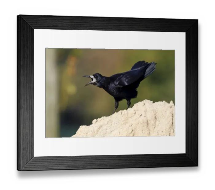 Framed Print : Rook -Corvus frugilegus-, standing on a sandy mount, calling, Baltic island of Fehmarn, East Holstein, Schleswig-Holstein, Germany, europe Framed Print : Rook -Corvus frugilegus-, standing on a sandy mount, calling, Baltic island of Fehmarn, East Holstein, Schleswig-Holstein, Germany, europe