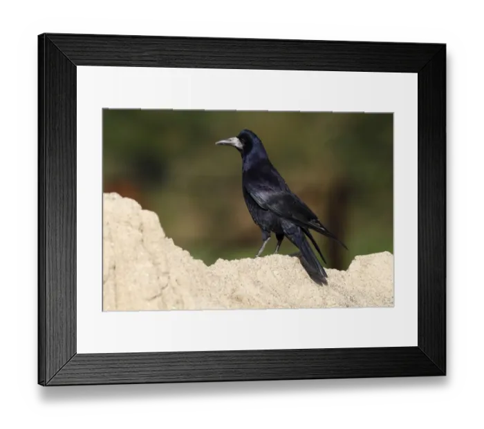 Framed Print : Rook -Corvus frugilegus-, standing on a sandy mount, Baltic island of Fehmarn, East Holstein, Schleswig-Holstein, Germany, Europe