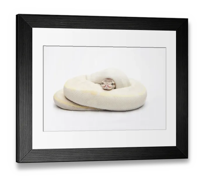 Framed Print : Opal Diamond Ball Python or Royal Python -Python regius-, male Framed Print : Opal Diamond Ball Python or Royal Python -Python regius-, male