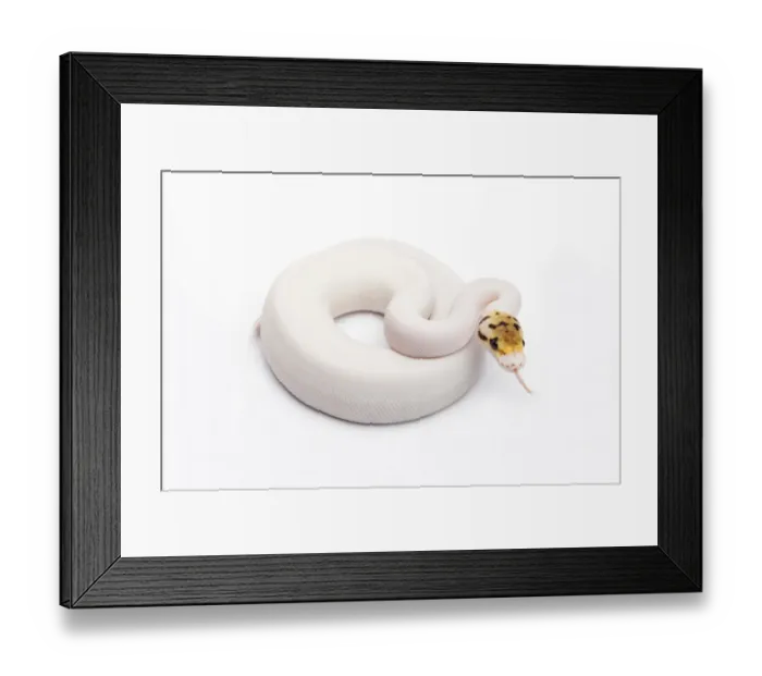 Framed Print : Bumble Bee Piebald Ball Python or Royal Python -Python regius-, female Framed Print : Bumble Bee Piebald Ball Python or Royal Python -Python regius-, female